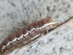 Lepidoptera