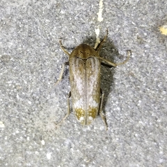 Ripiphoridae
