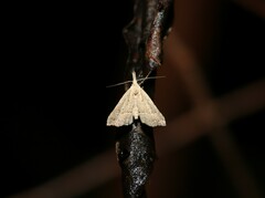 Trigonistis asthenopa