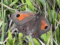Pseudonympha magoides