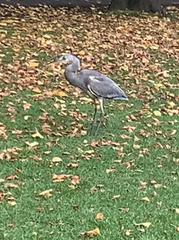 Ardea cinerea