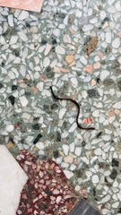 Indotyphlops braminus