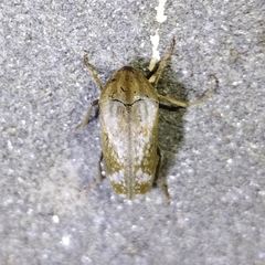 Ripiphoridae