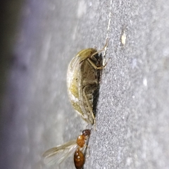 Ripiphoridae