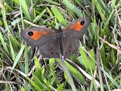 Pseudonympha magoides