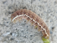 Lepidoptera