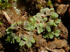 Riccia bifurca