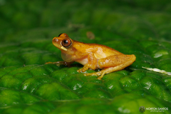 Dendropsophus werneri