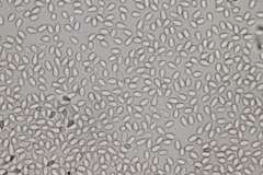 Boninogaster phalloides