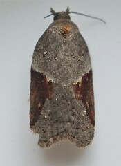 Acleris macdunnoughi
