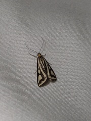 Loxostege venustalis