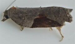 Acleris macdunnoughi