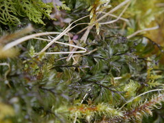 Hymenophyllum wilsonii