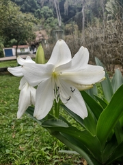 Amaryllidaceae