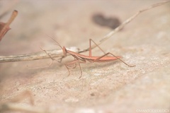 Yersiniops solitarius