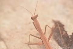 Yersiniops solitarius