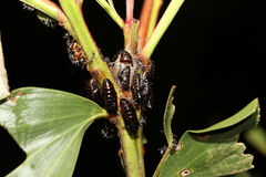 Jalmenus evagoras