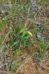 Saussurea parviflora