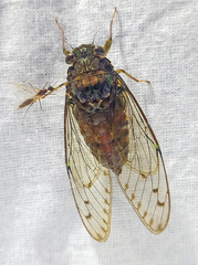 Cicadidae