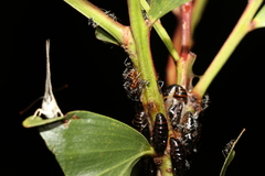 Jalmenus evagoras