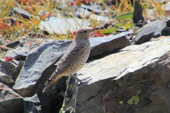 Monticola saxatilis