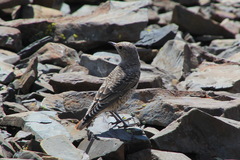 Monticola saxatilis
