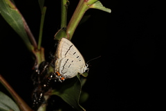 Jalmenus evagoras
