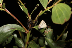 Jalmenus evagoras