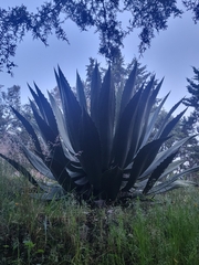 Agave inaequidens