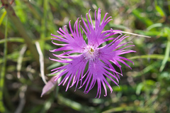 Dianthus pygmaeus