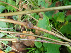 Lasioptera rubi