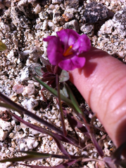 Diplacus constrictus