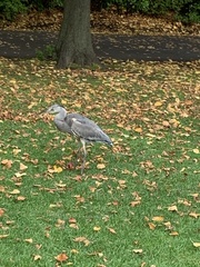 Ardea cinerea
