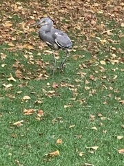 Ardea cinerea