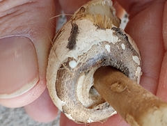 Chlorophyllum molybdites