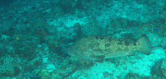 Epinephelus fuscoguttatus