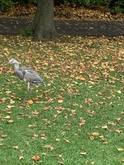 Ardea cinerea