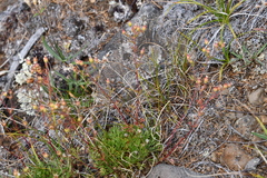 Chamaerhodos grandiflora