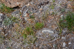 Chamaerhodos grandiflora