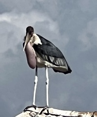 Leptoptilos crumenifer