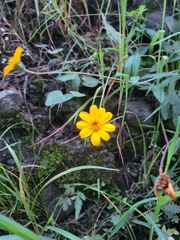 Wedelia hispida
