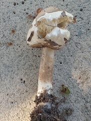 Chlorophyllum molybdites