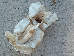 Chlorophyllum molybdites