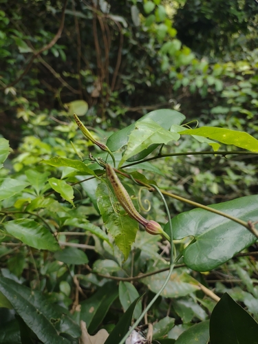 Foto de Milona