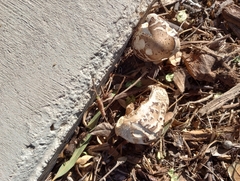 Chlorophyllum molybdites