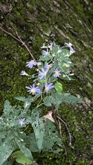 Symphyotrichum shortii