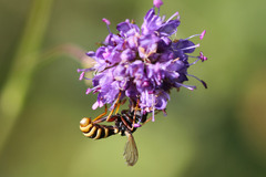 Conops quadrifasciatus