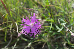Dianthus pygmaeus