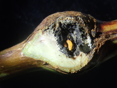 Lasioptera rubi