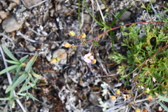 Chamaerhodos grandiflora